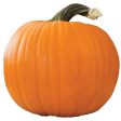 Pumpkin Hot on Sale