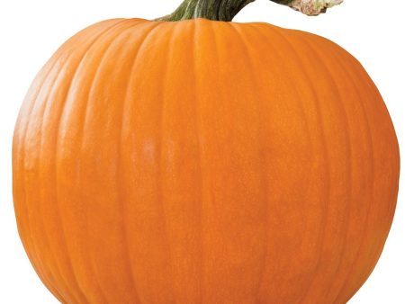 Pumpkin Hot on Sale