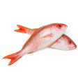 Fresh Cleaned Red Snapper Sale