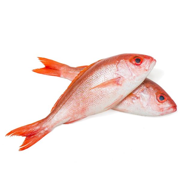 Fresh Cleaned Red Snapper Sale