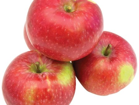 Lobo Apples Supply