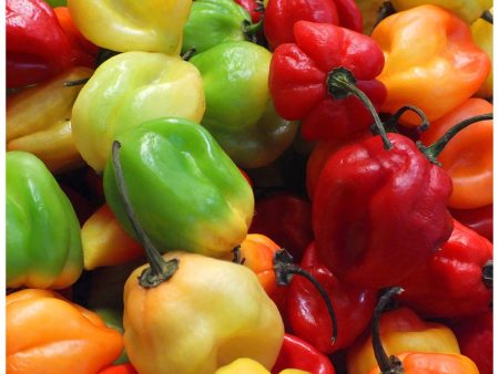 Scotch Bonnet Peppers Discount