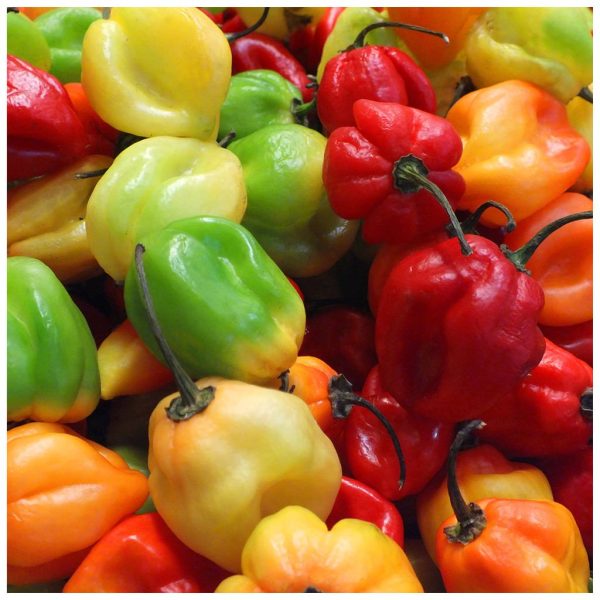 Scotch Bonnet Peppers Discount