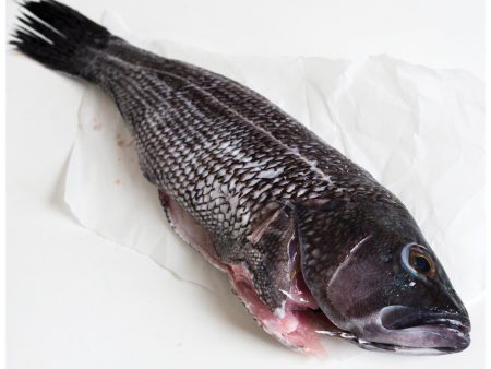 Wild Cleaned Black Sea Bass Cheap